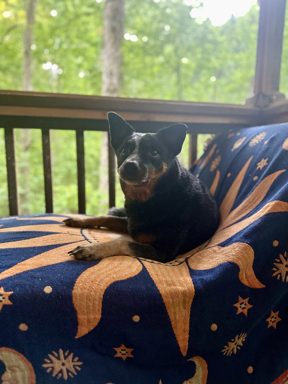 Angel, a blue heeler, relaxing on the screened porch on a sun-and-moon blanket