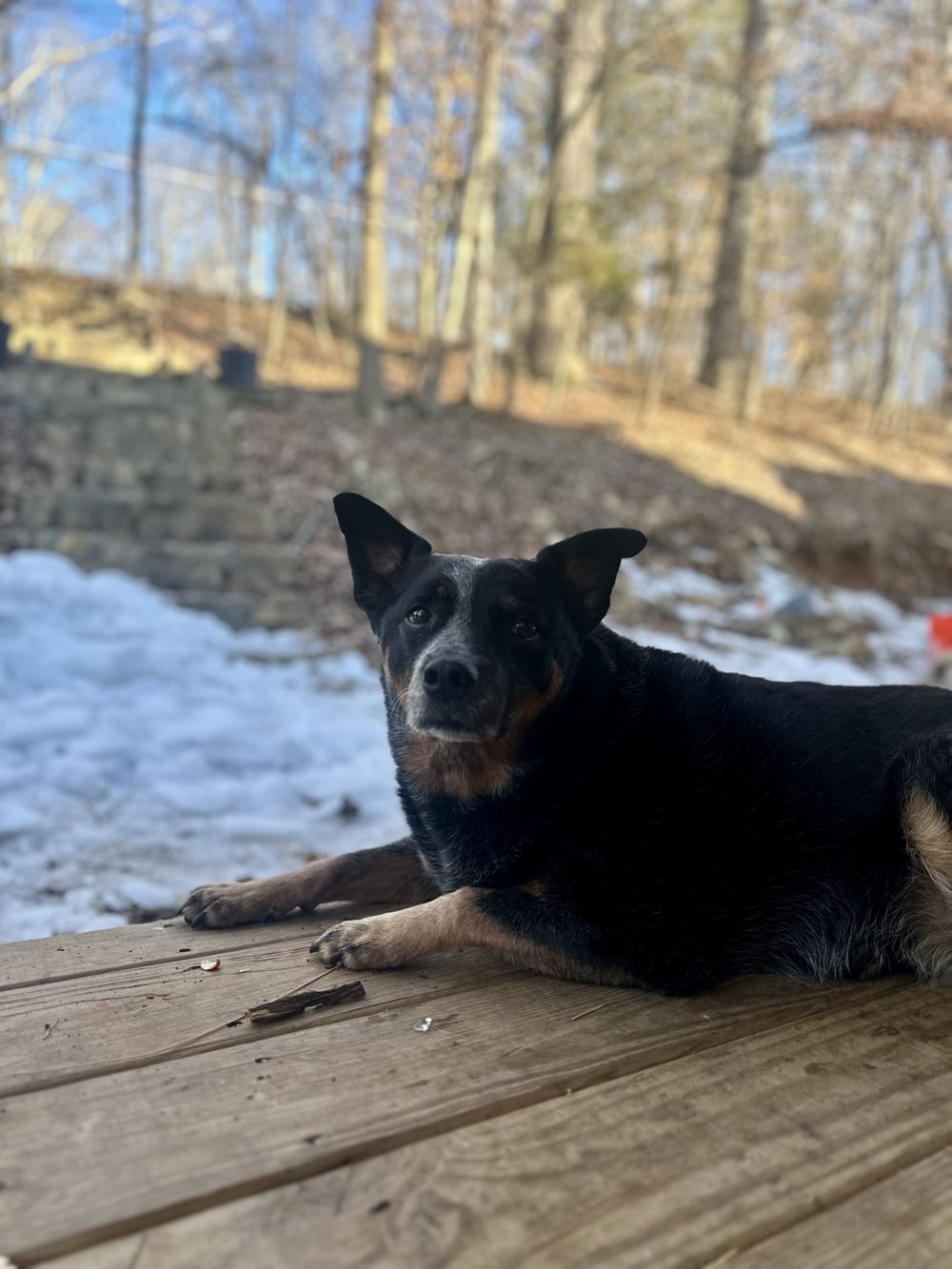 Angel resting on the deck beside the snow