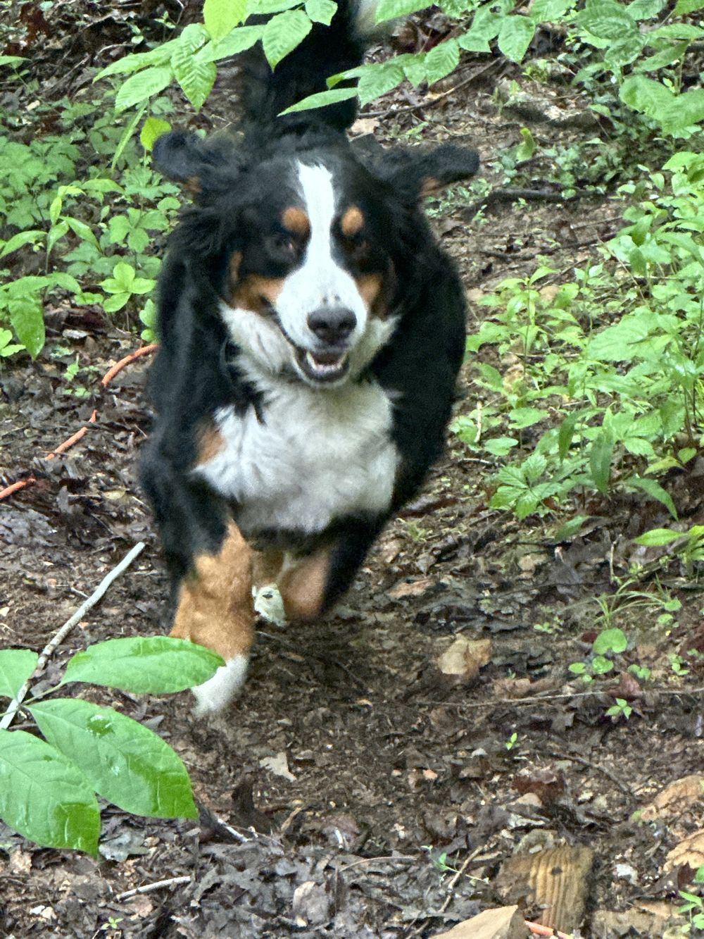 A Bernese mountain dog bounding up a woodland path