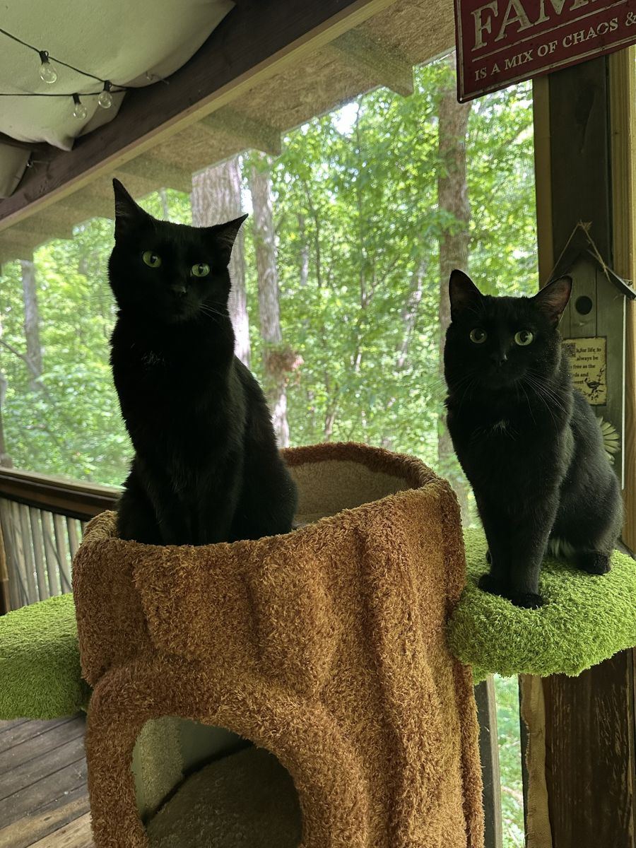 Naomi and BC, two black cats with green eyes, sitting side by side on a cat tree on the screened porch