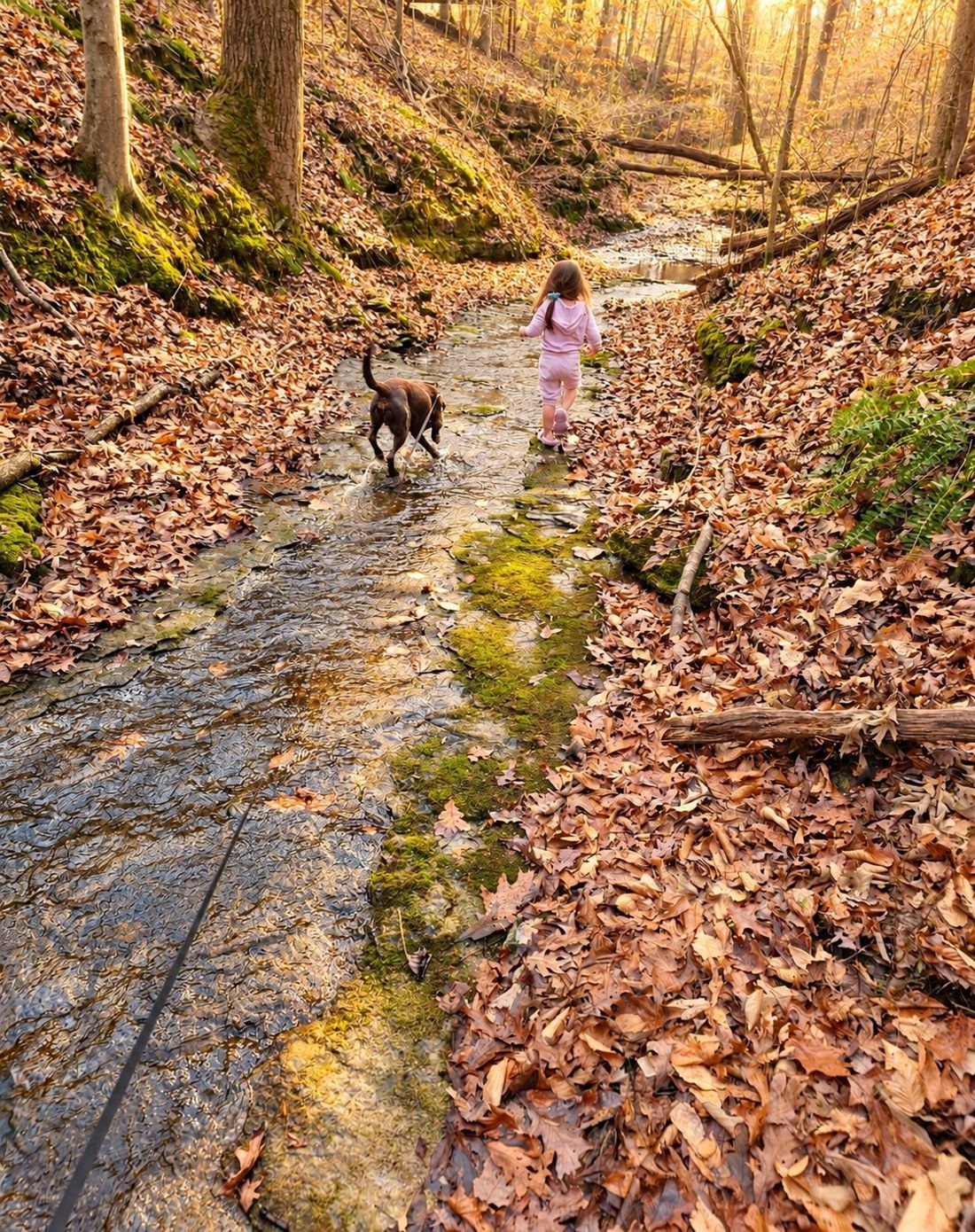 A little girl and a chocolate Lab walking up a shallow creek through autumn leaves