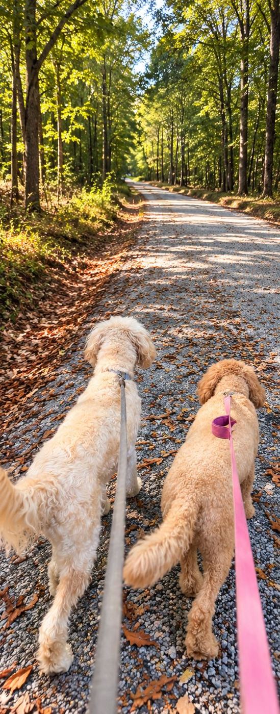 Two doodles walking side by side down a sunlit gravel lane
