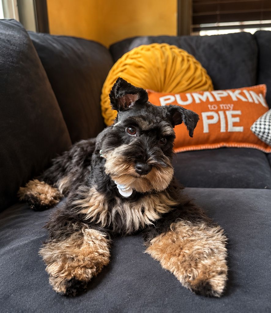 A schnauzer relaxing on the sofa beside autumn pillows