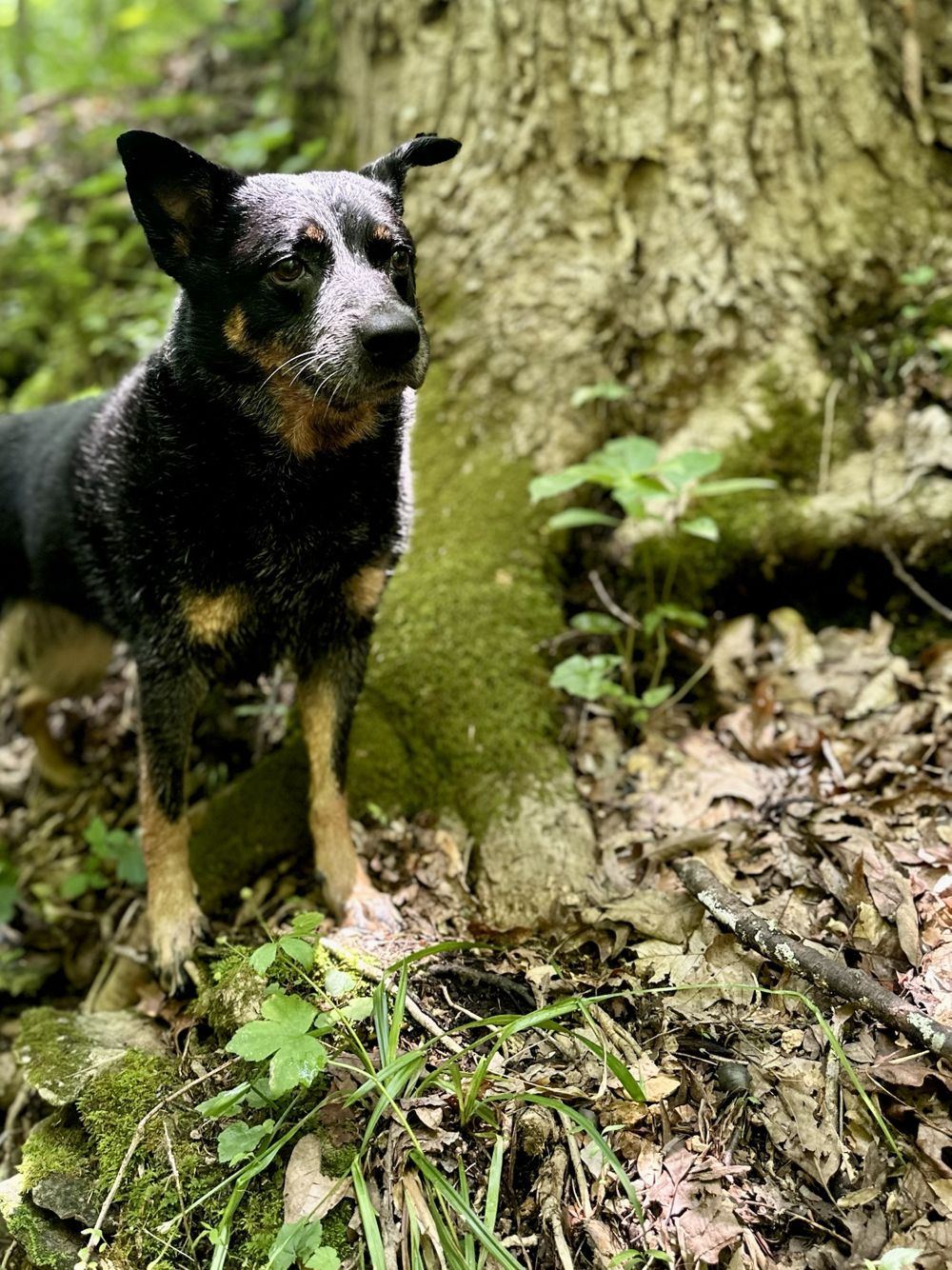 A cattle dog standing at the base of a big mossy tree