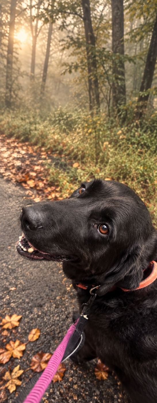 A black Lab looking up during a misty morning walk