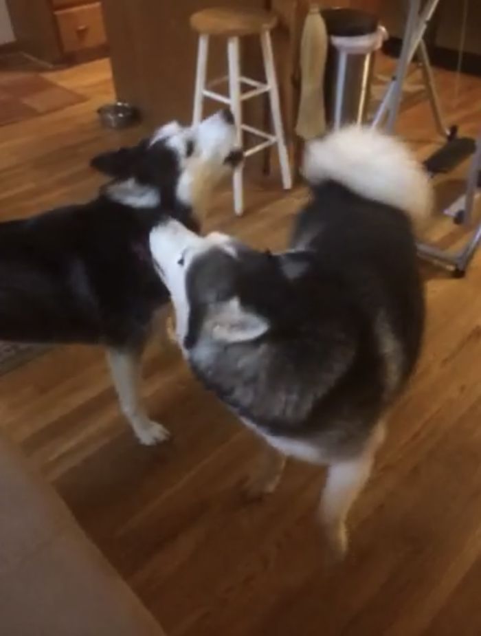 Anka and Osh, littermate Siberian huskies, nuzzling each other in the kitchen