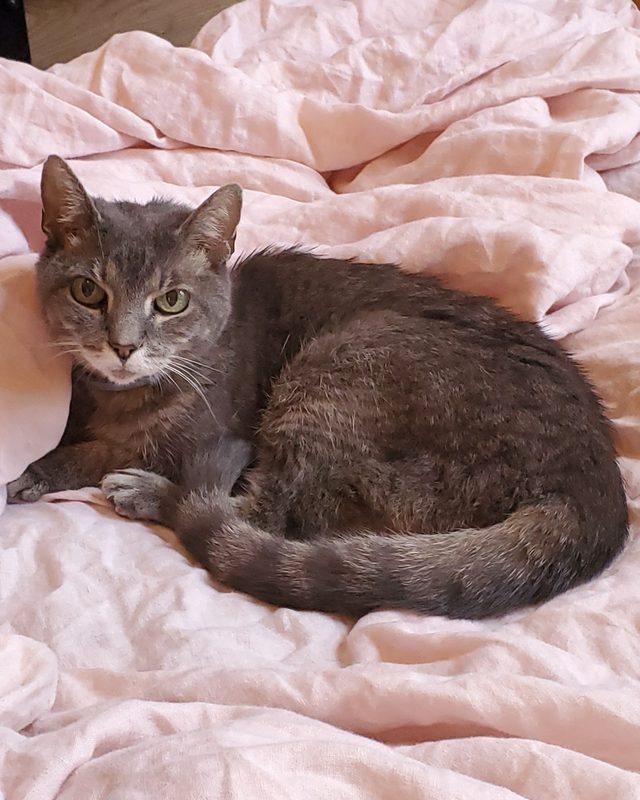 Spirit, a gray tabby cat with green eyes and a white chin, curled up on a pink blanket