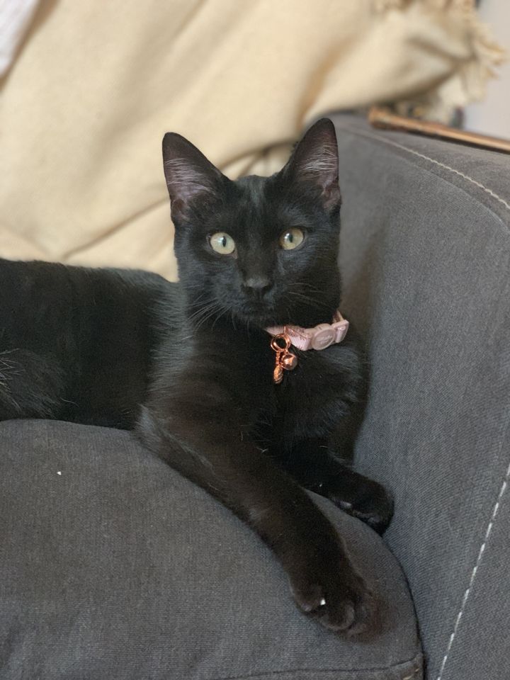 Mammie, a black cat with green eyes and a pink collar, resting on the arm of a gray sofa