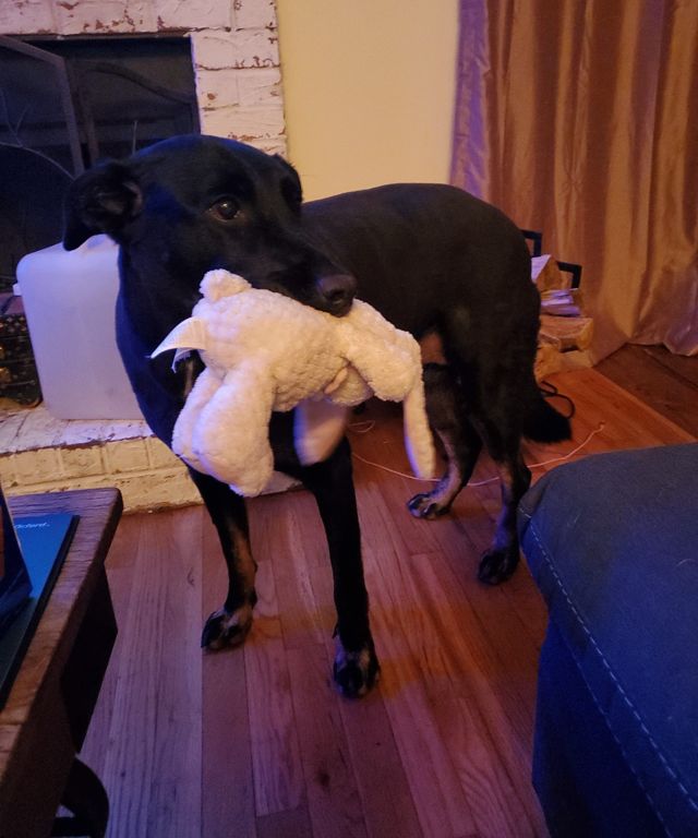 Lily, a black dog, carrying a fluffy cream-colored stuffed toy in her mouth by the fireplace
