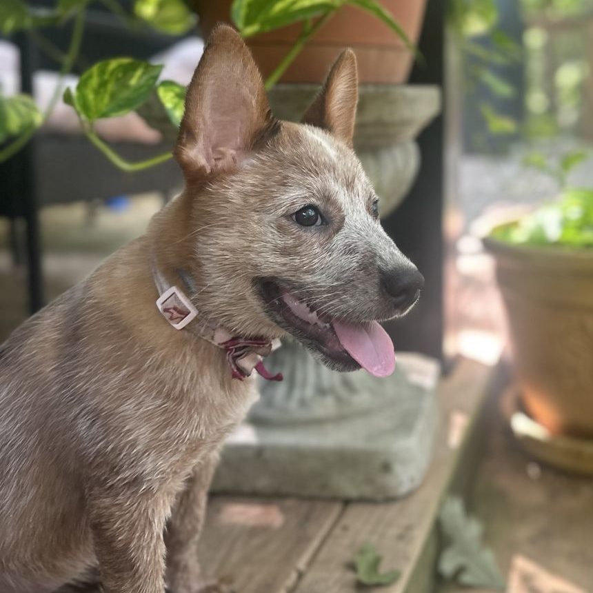 Miss Pumpkin Muffin, a red heeler puppy, smiling on the porch among potted plants