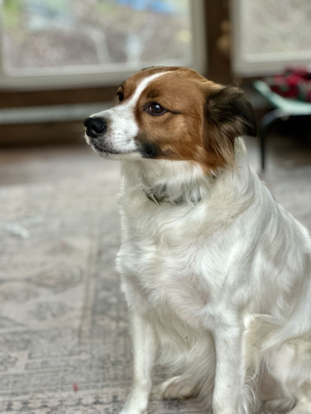 A red and white dog sitting calmly on the rug by the window