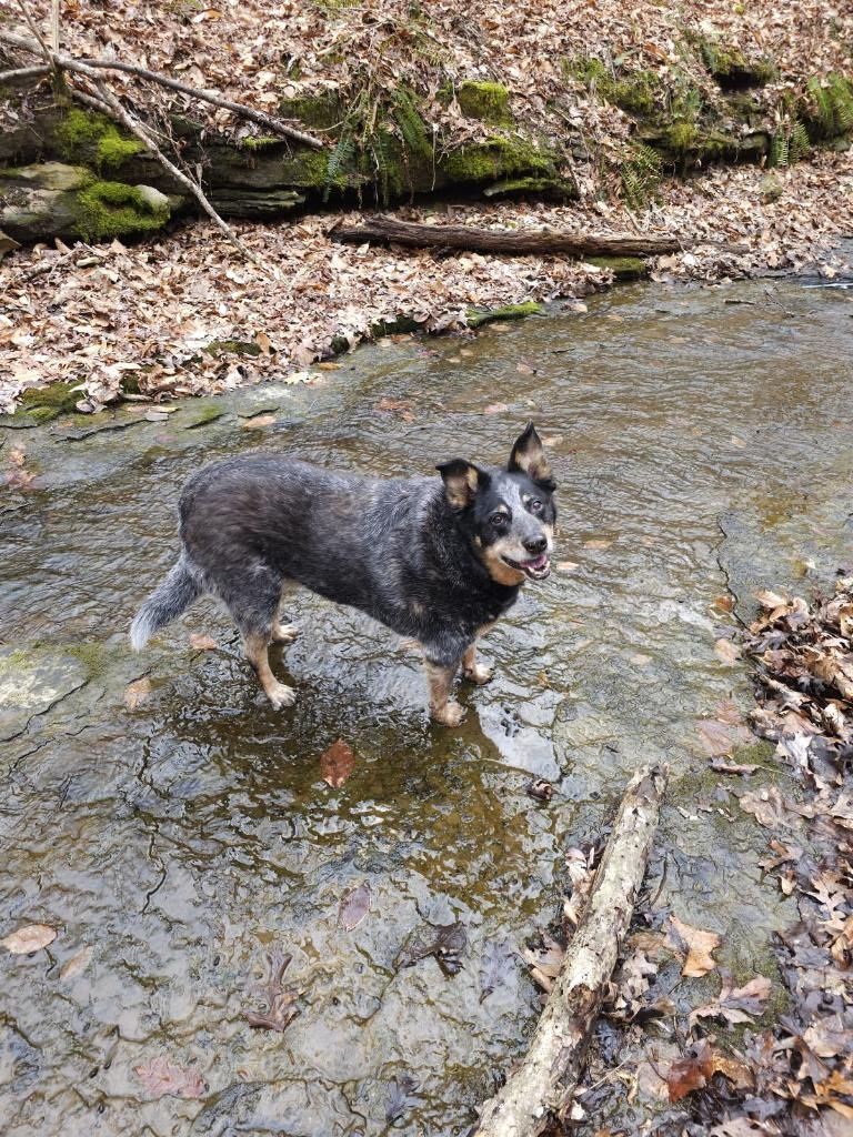 Vivienne, a blue heeler, standing in the creek